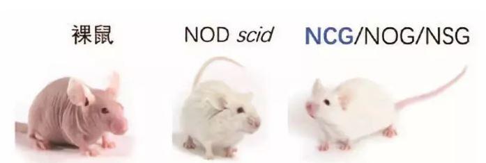 what are nod scid mice