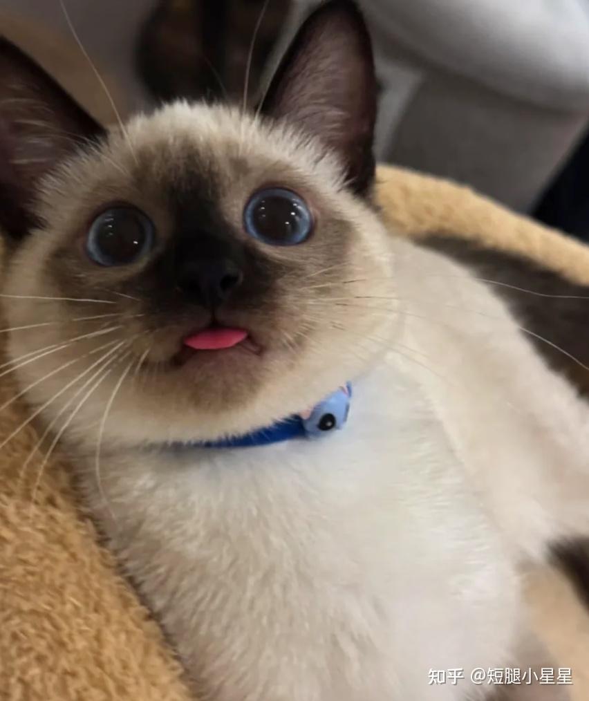 暹罗猫劝退指南:养一只就能实现猫狗双全? - 知乎