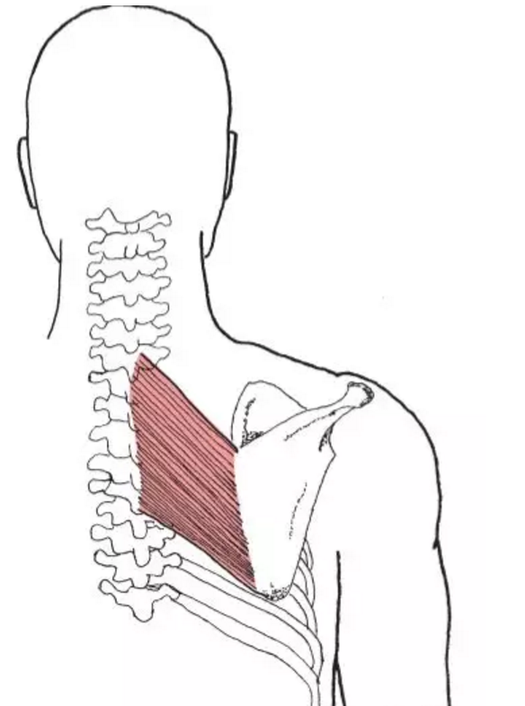 如何活动沉睡的肩胛骨