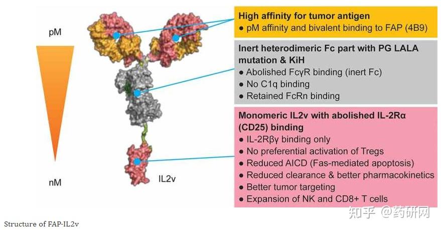 靶向实体瘤另辟蹊径：成纤维细胞激活蛋白(FAP) - 知乎