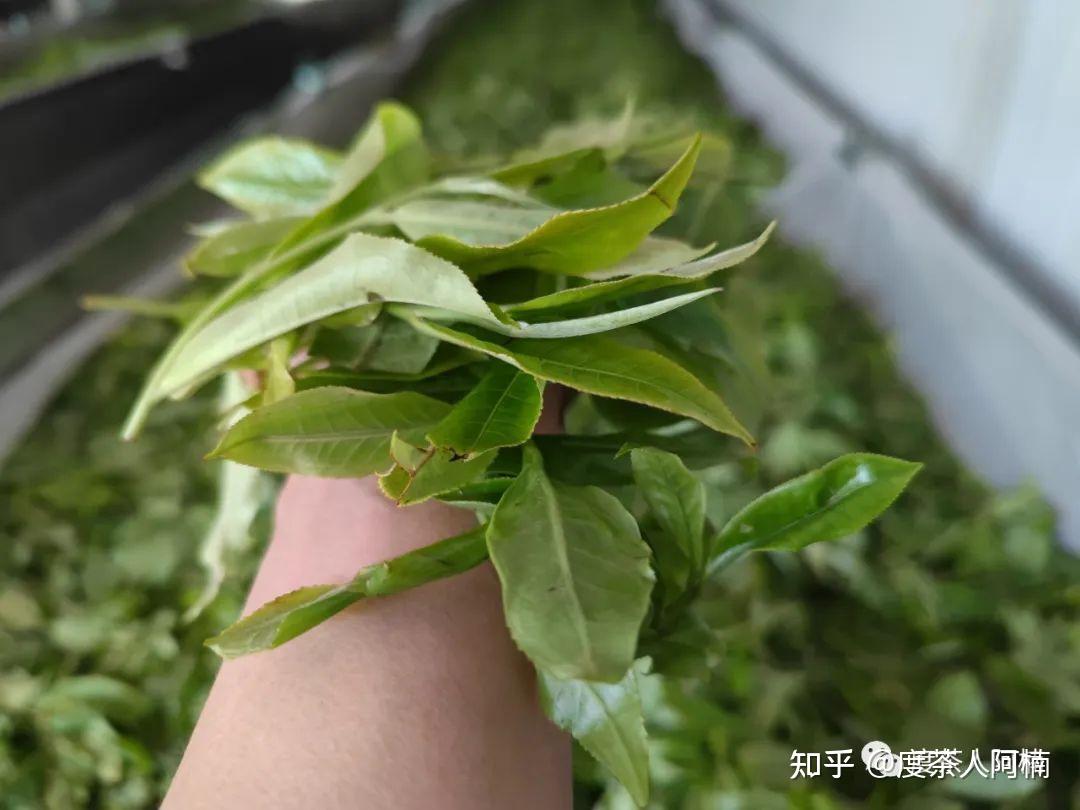 关键词一:御茶园的地理位置曼松位于云南省西双版纳勐腊县象明乡的