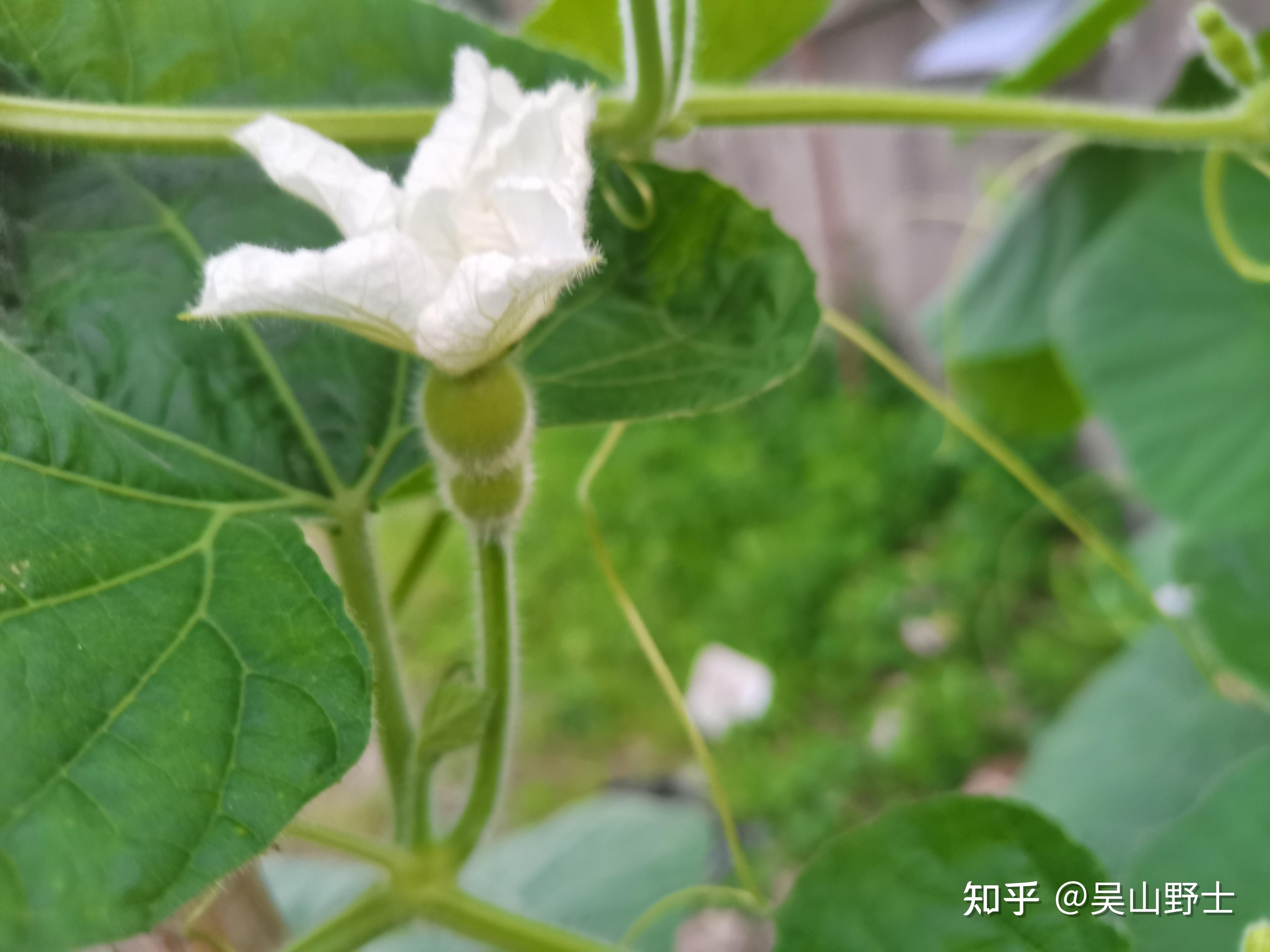 【七绝·葫芦花】(平水韵)