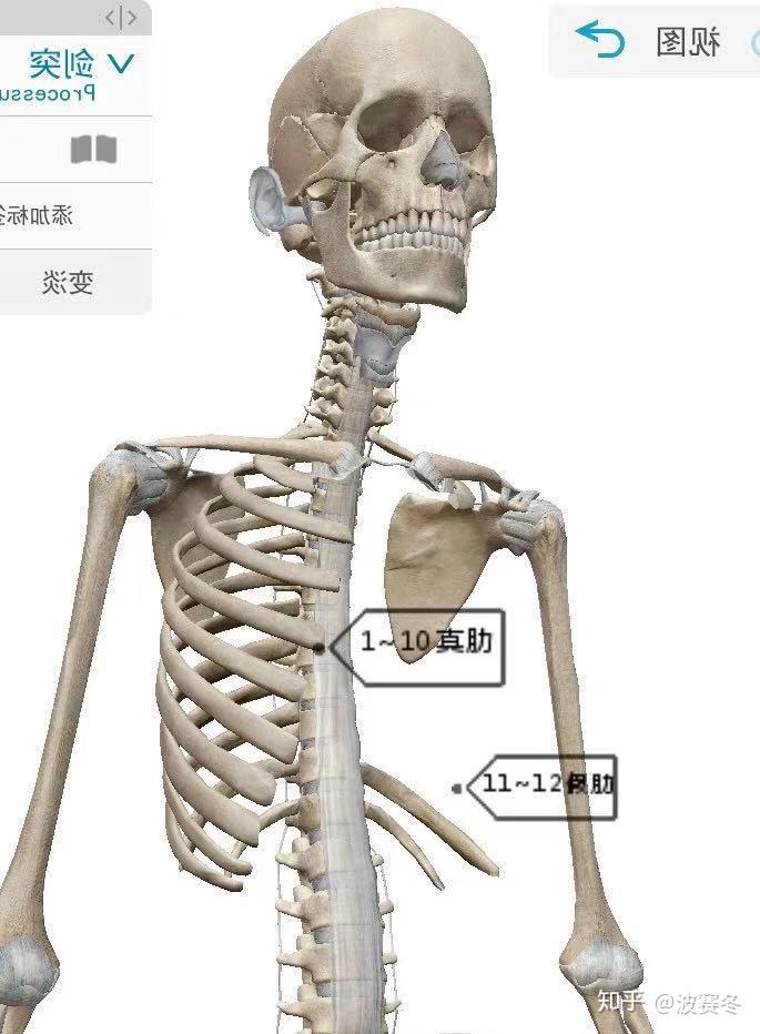 肋骨外翻的形成和修复