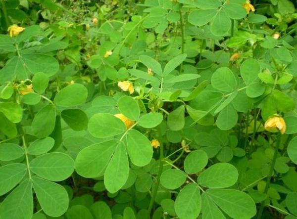 50种·生长在路边的中草药植物，却不知它们的神奇功效！ - 知乎