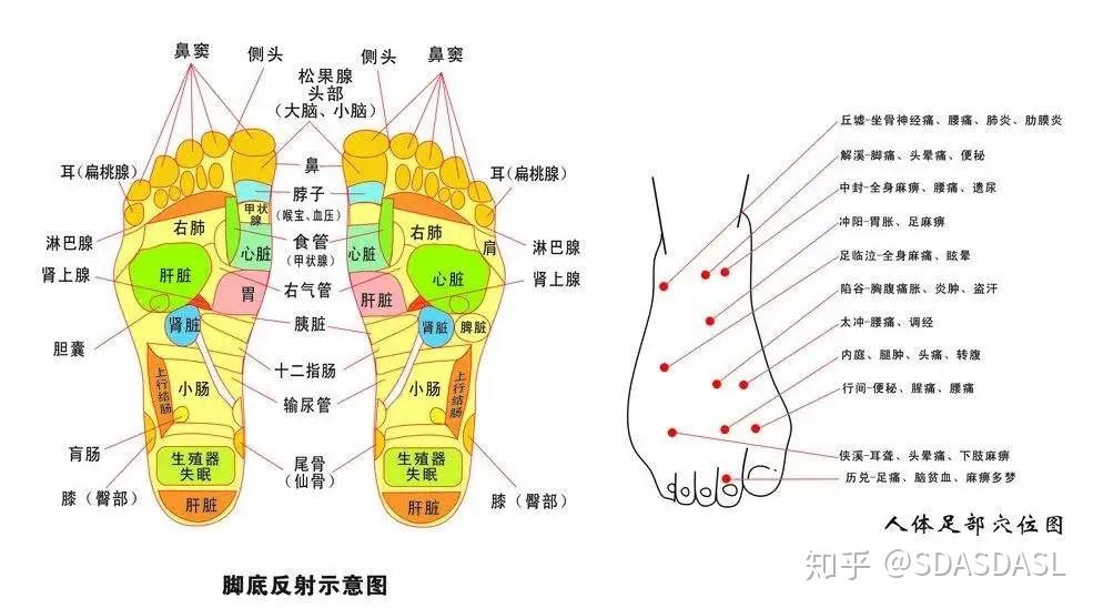 脚上肝区位置示意图图片
