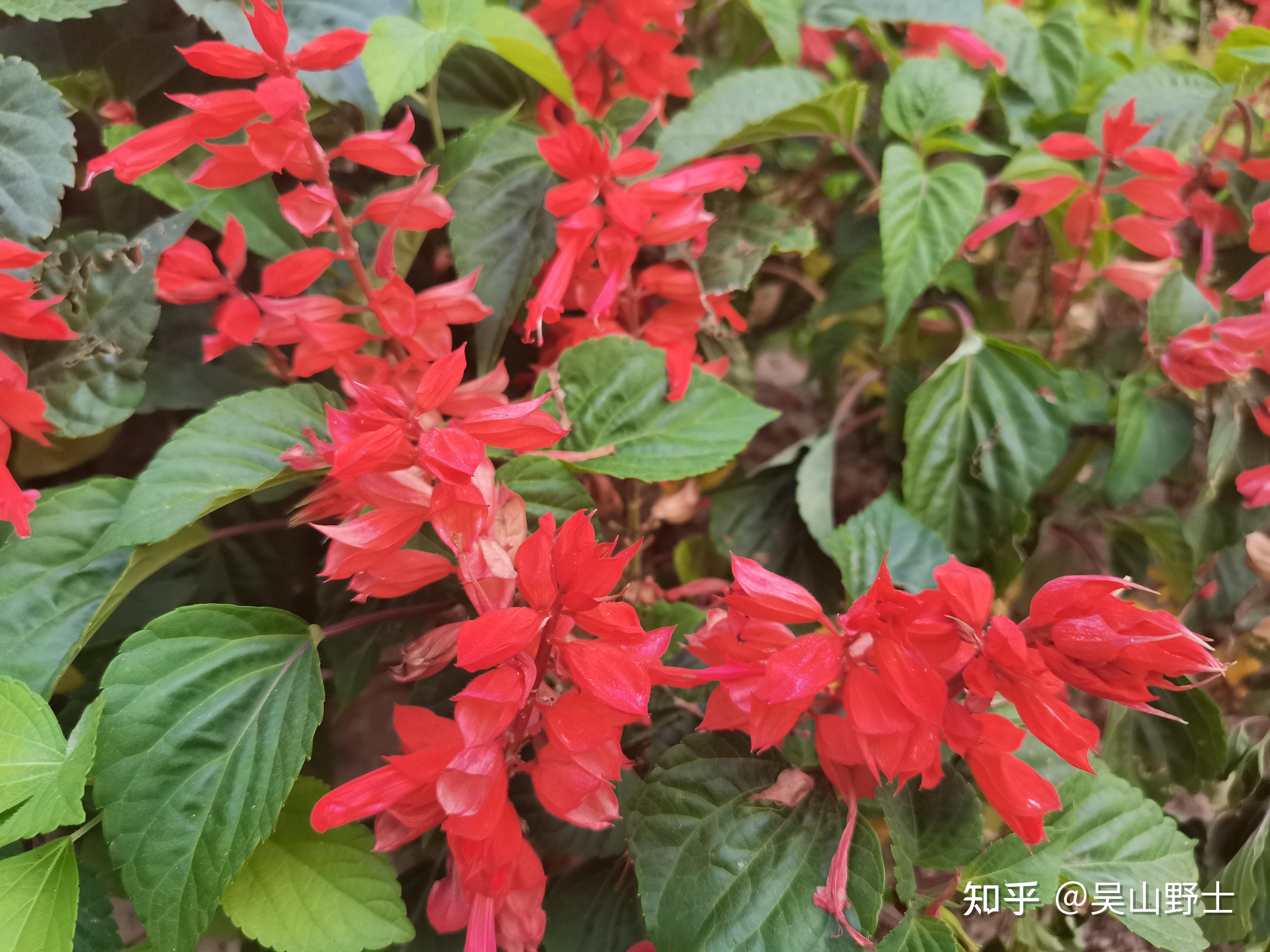 【七绝·一串红】(平水韵)