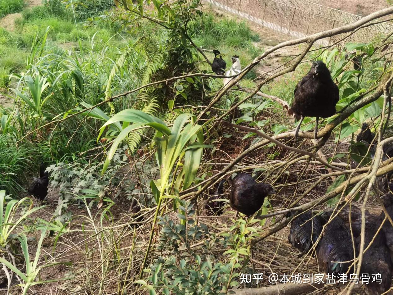 美国把它唤为光滑的矮脚鸡,乌鸡长得矮,有小小的头及短短的颈项.