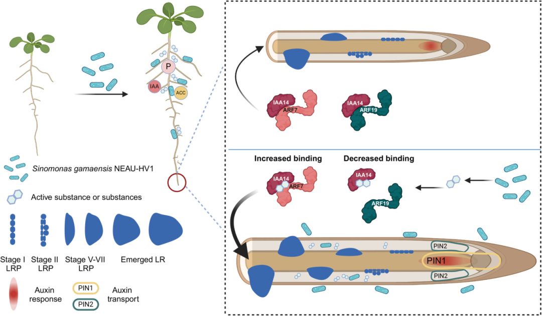 New Phytologist | 南京农业大学张瑞福团队揭示植物促生菌通过重塑生长素信号以调控侧根 - 知乎