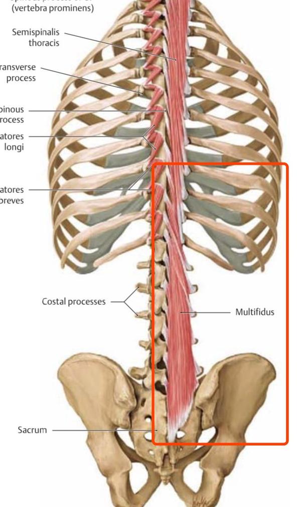 多裂肌和竖脊肌位置图图片