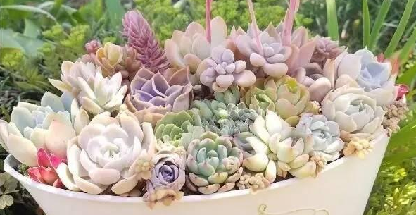 块根植物需要用有机肥吗 v2-a906f7b090a00345ad11987209f72112_1440w.jpg?source=172ae18b