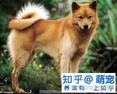 芬兰狐狸犬怎么养 养芬兰狐狸犬可以吗 知乎