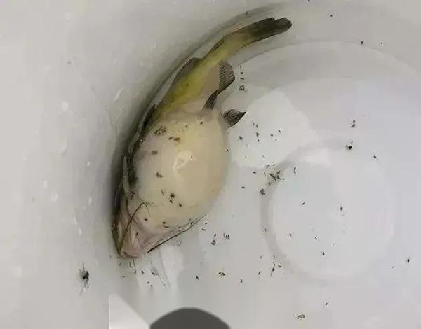 引起鱼类腹水的3个原因 知乎
