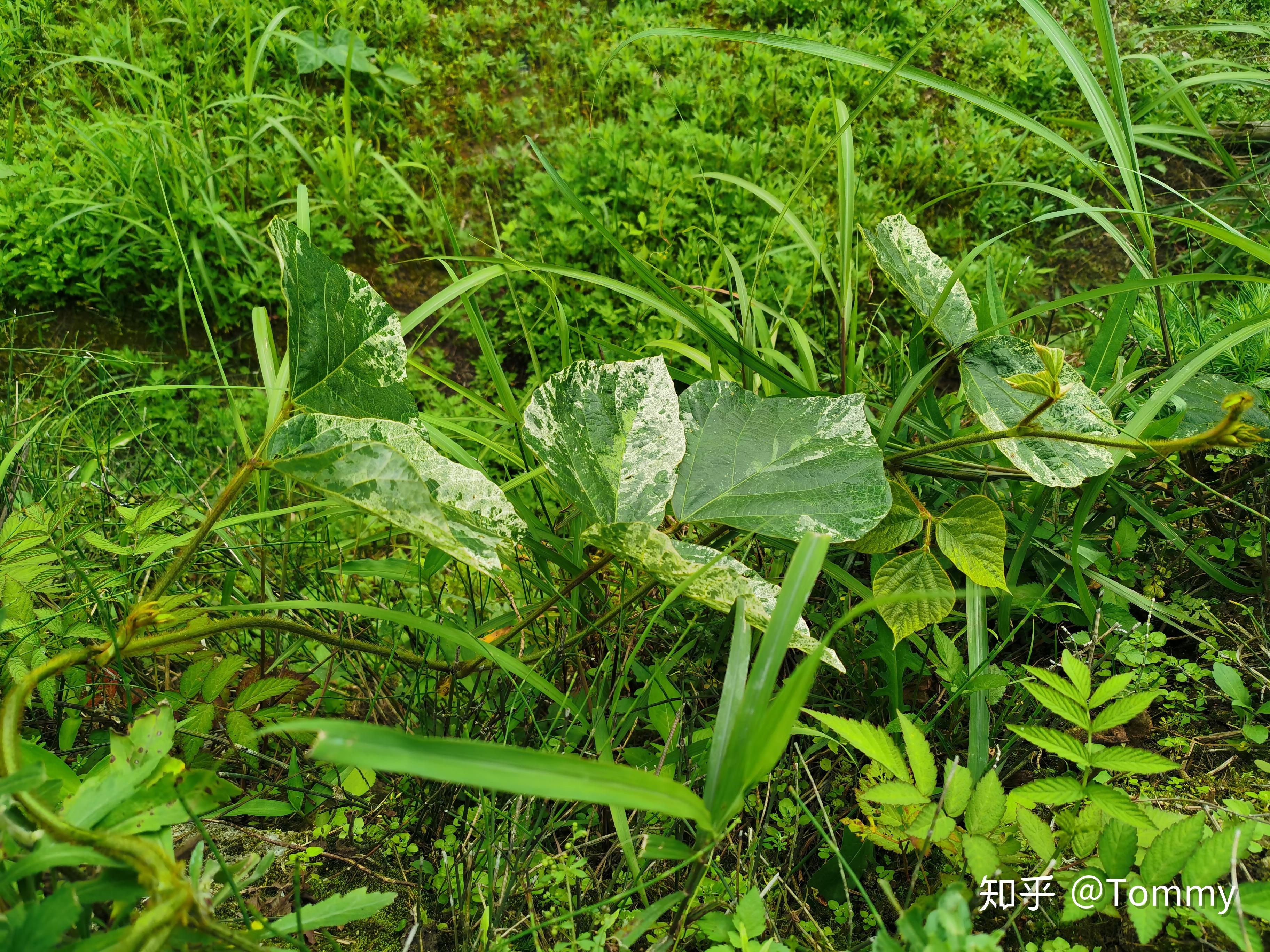 所以我们常说的野葛根就是毛葛藤的根系