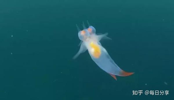 魔鬼的天使——“海天使” - 知乎