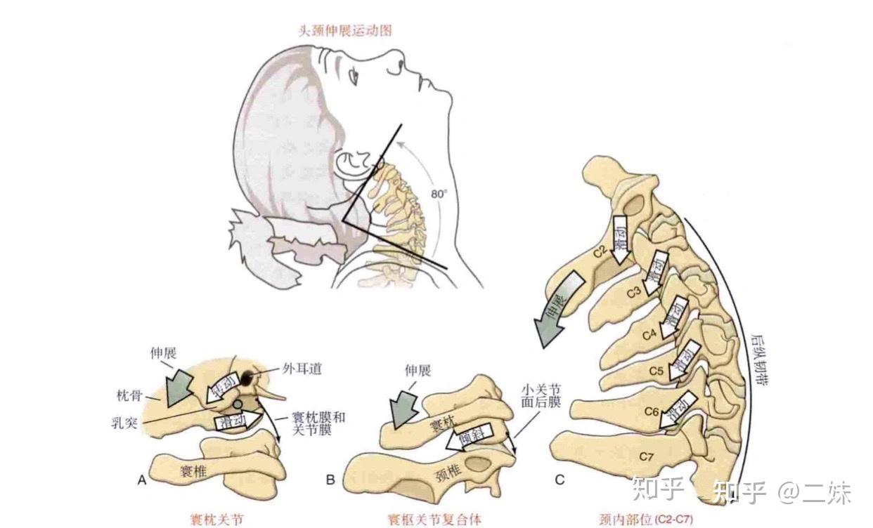 一天一点解剖学颈椎之寰枢与寰枕