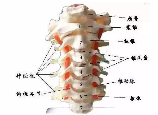 寰椎下关节凹和枢椎上关节突构成了如发生错位,易患昏眩,偏头痛,耳鸣