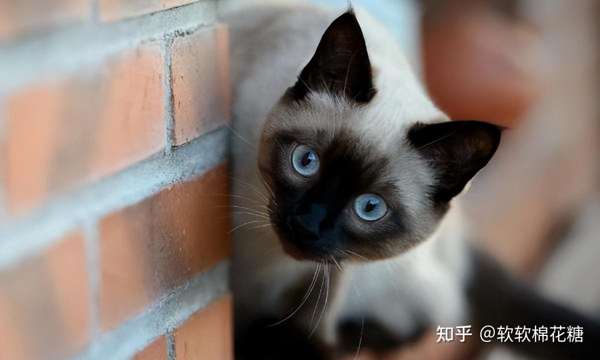 猫界好养活的7种猫寿命长布偶猫上榜了