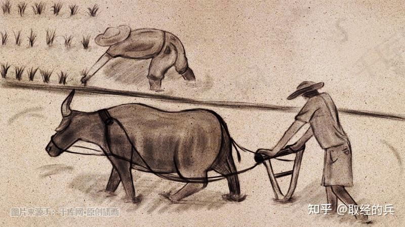 鄂州人童年阴影之插田(秧) - 知乎