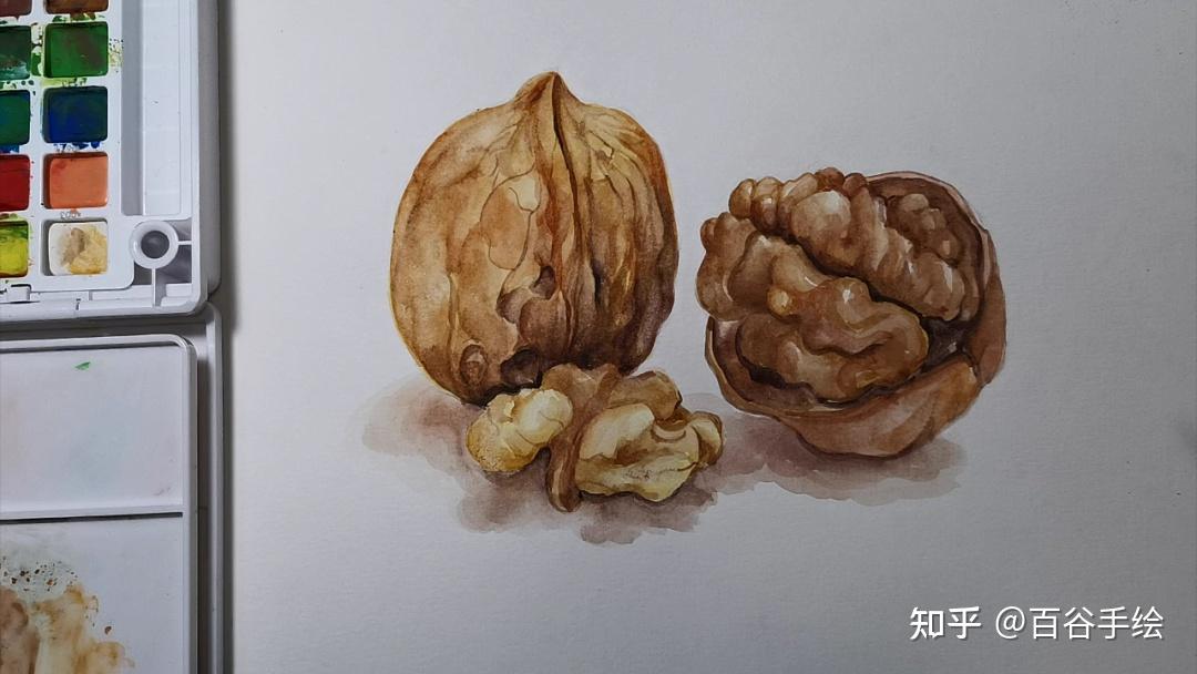 五一小长假就画它啦零基础水彩教程核桃篇