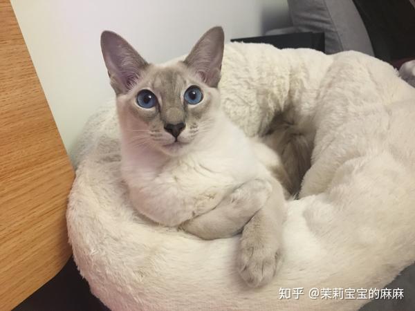 东短猫叫声,阿瑟拉猫叫声,猫叫声_大山谷图库