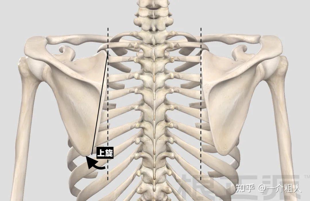 从背面看:肩胛骨的内缘应该10