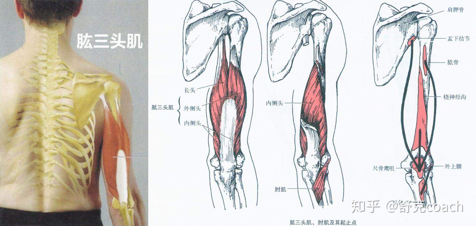 【干货】:把握这5个细节,有效提升你的手臂训练效果! - 知乎