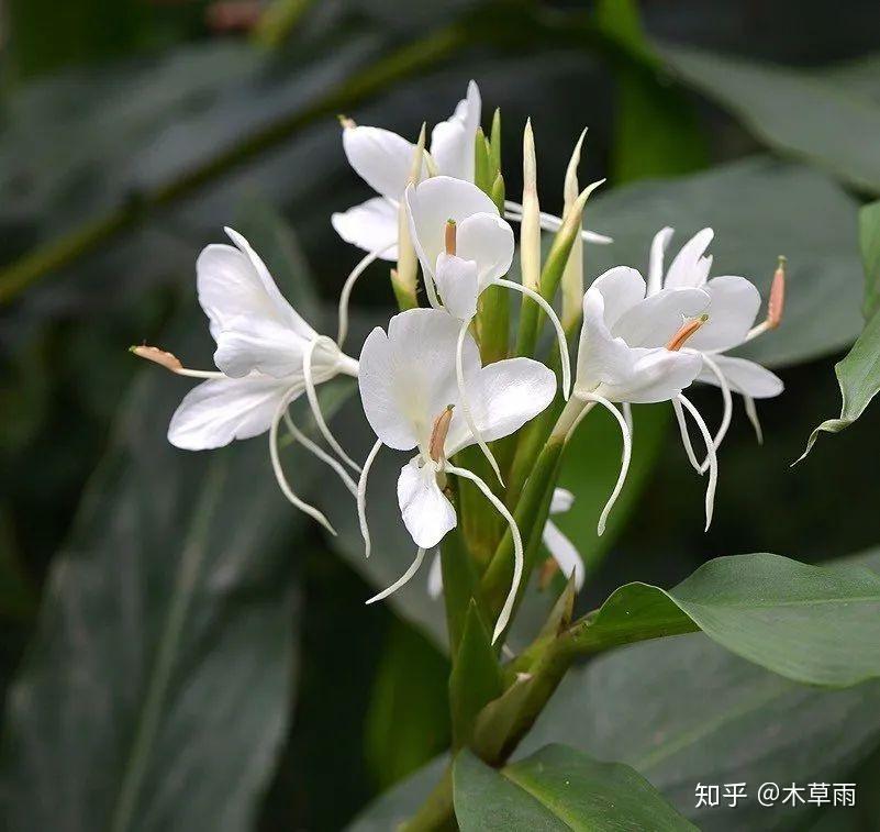 姜花，是不是生姜开的花？ - 知乎