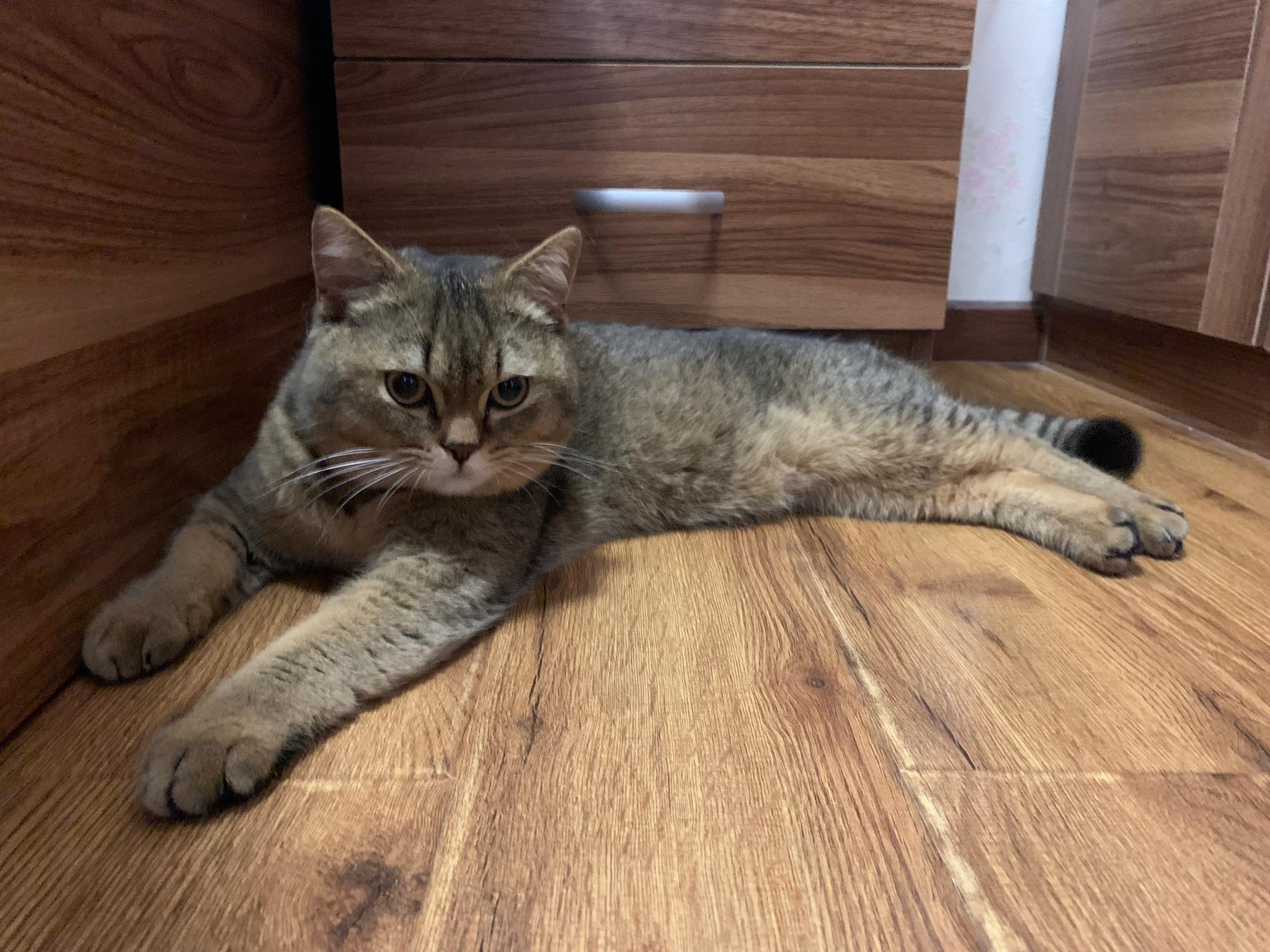 英短黑金渐层大家有了解吗