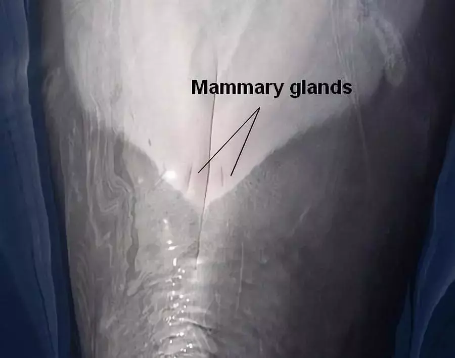 如雄性鲸豚就有两条生殖裂(genital slits),一条藏着阴茎,另一条则藏