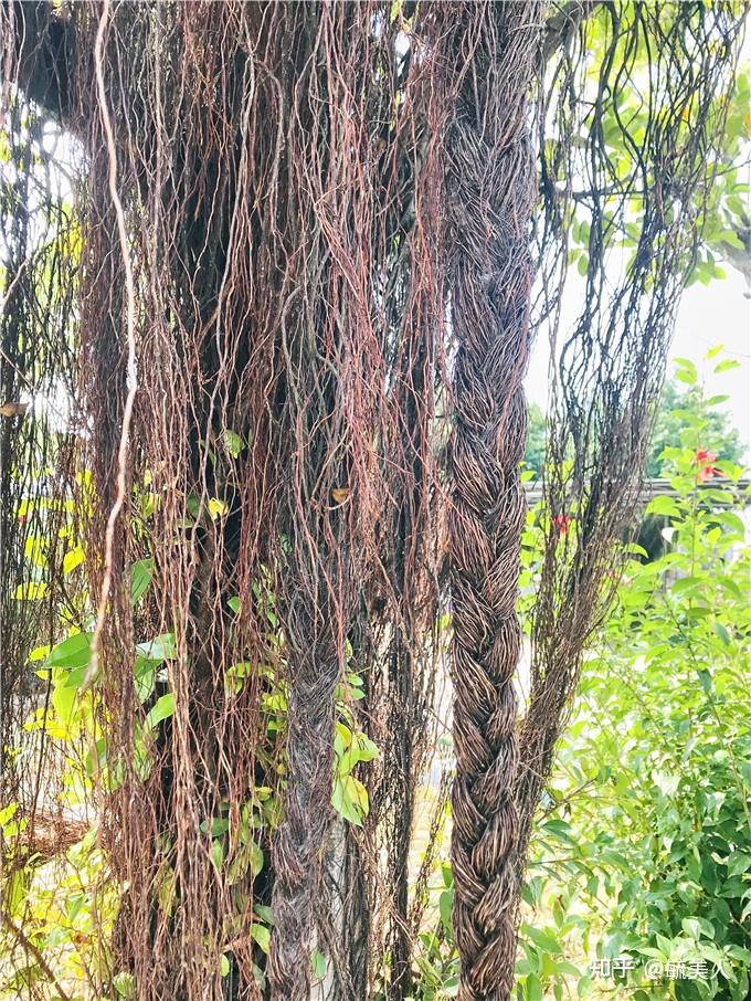 佛山渔耕粤韵文化园榕树长"胡须",被爱美游客扎成"辫子"