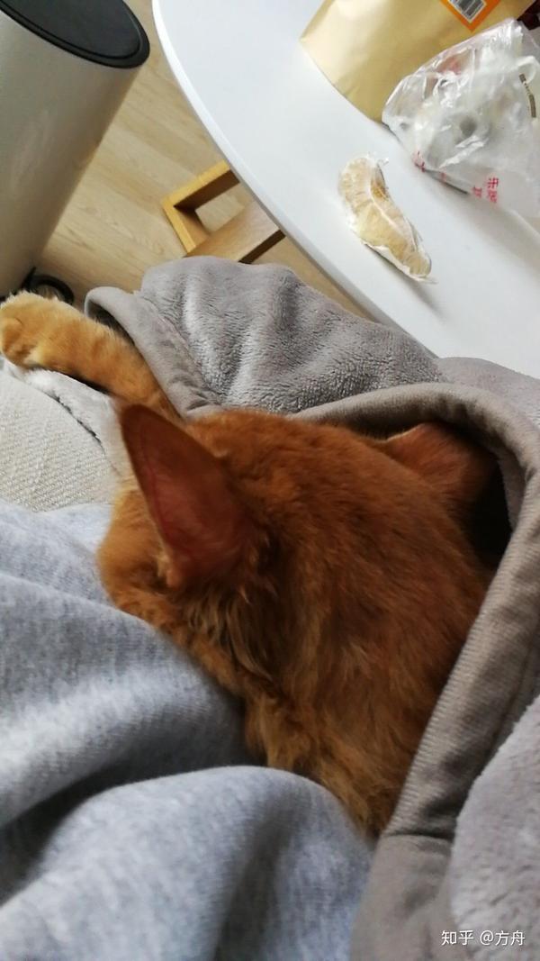 冬天被子里长出猫是怎样的体验?