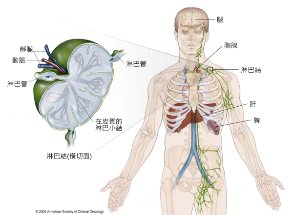 胸腺中的细胞竞争对健康的机体至关重要