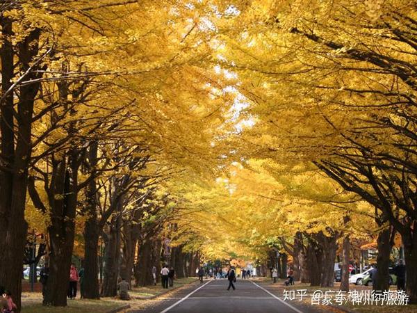 秋天 想去日本看红叶 什么时候去最好 知乎