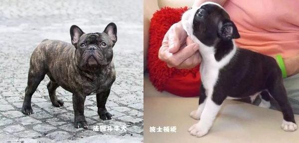 扎心了这么呆萌的狗狗却因头太大生不出要用剖腹产