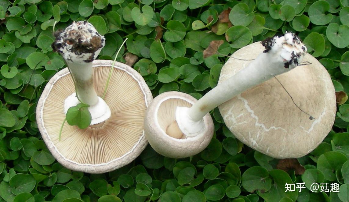 菇趣纯白环菇