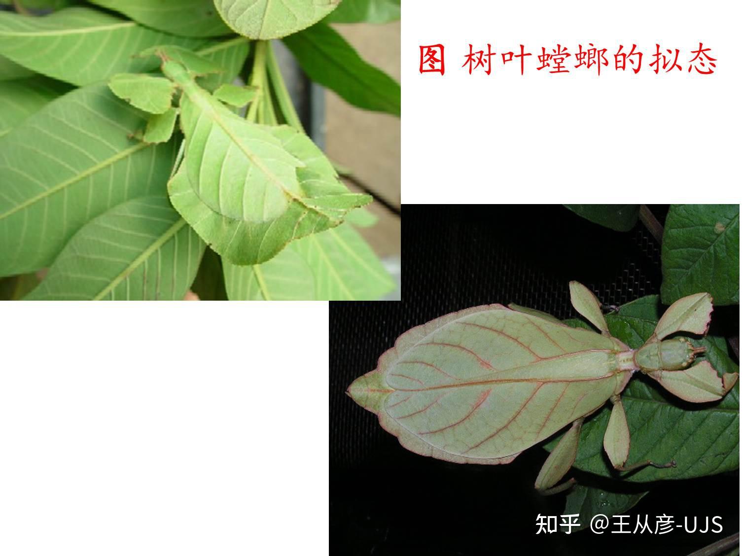 生物拟态/保护色/警戒色图汇