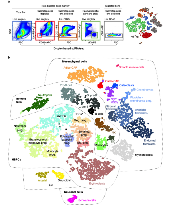 IF 28 | 罕见细胞类型一网打尽，单细胞结合空间转录组揭示骨髓的分子、细胞和空间特征 - 知乎