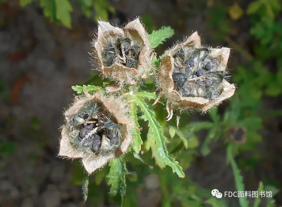 能用来制作面料的植物知多少？（下） - 知乎