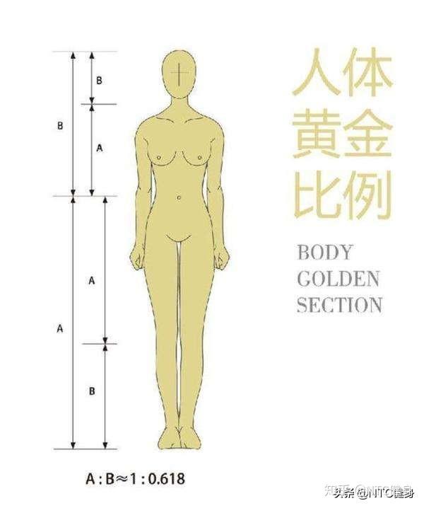 女性黄金比例身材标准 你达到要求了吗 减肥七天饮食计划 知乎