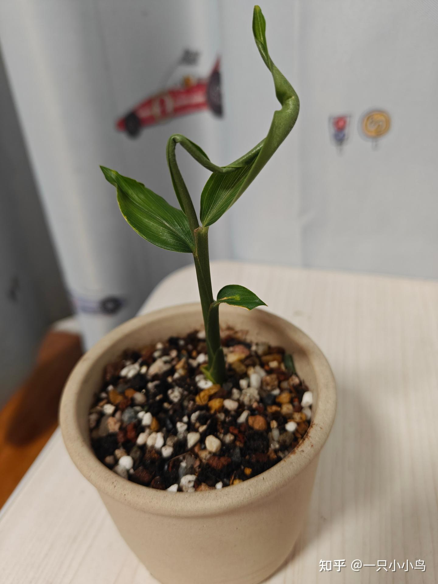 禄根的养成日记 - 知乎