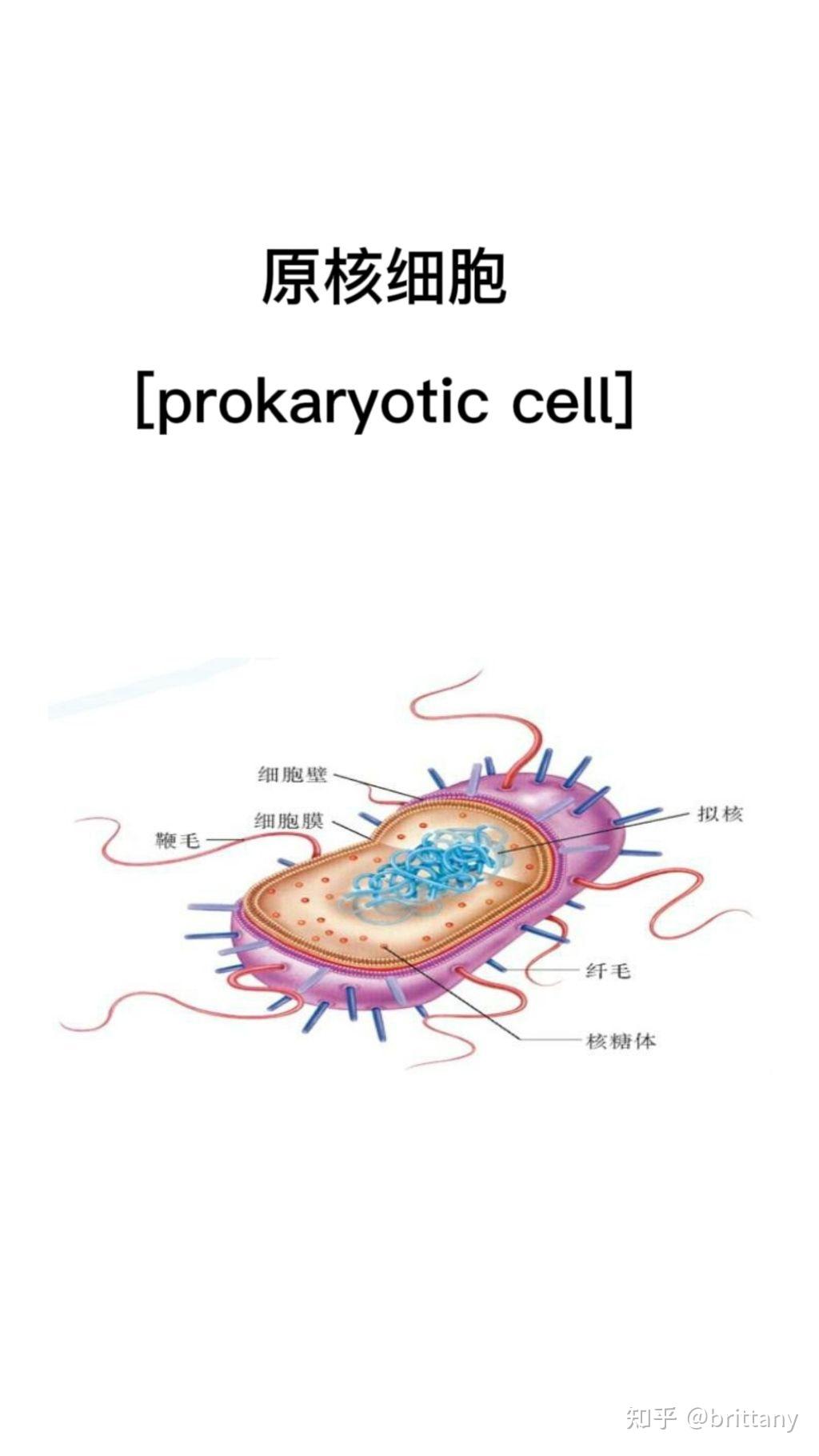 细胞核卡通图片