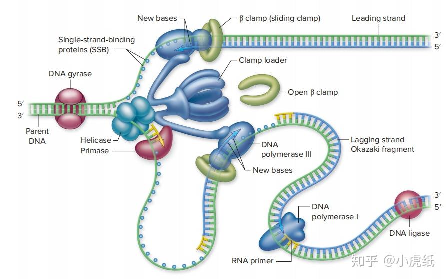 为什么 DNA 在复制过程中不会产生水？ - 知乎