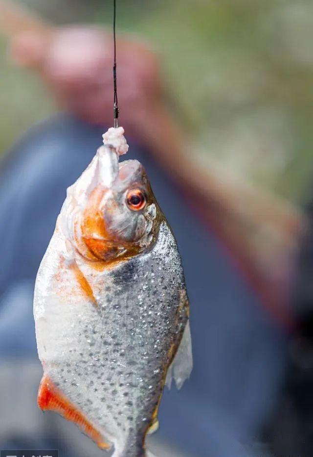 被寵為美食的淡水白鯧,如何釣獲它,有什麼釣魚技巧