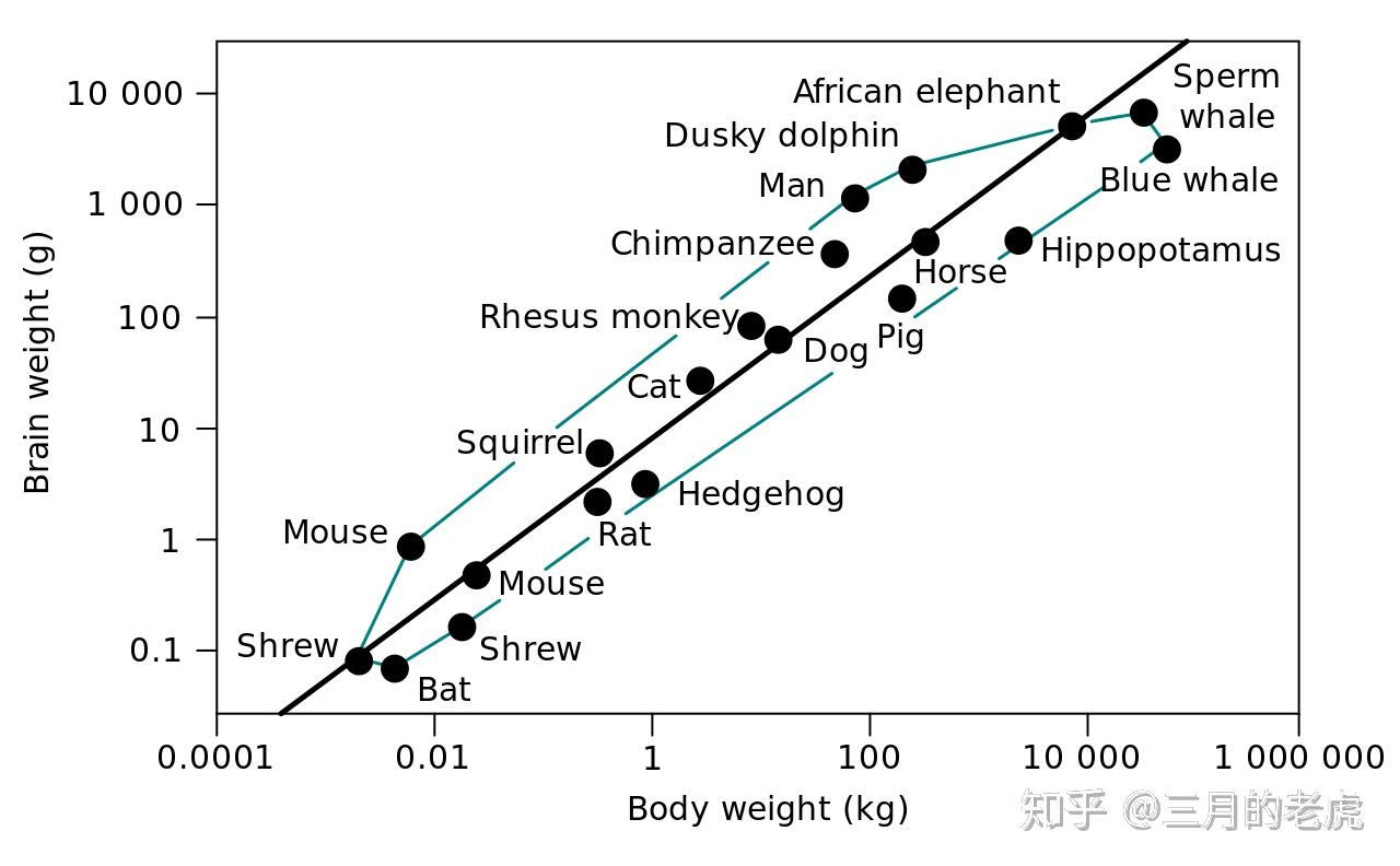 如何比较动物的智商？ - 知乎