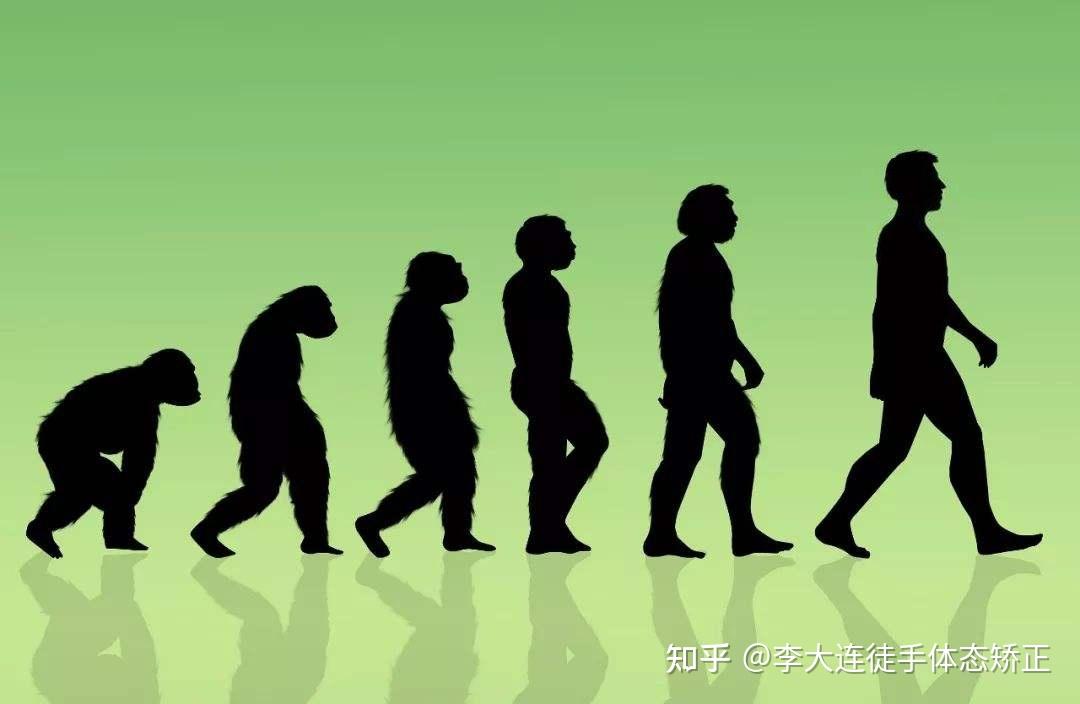 现代类人猿运动方式图片