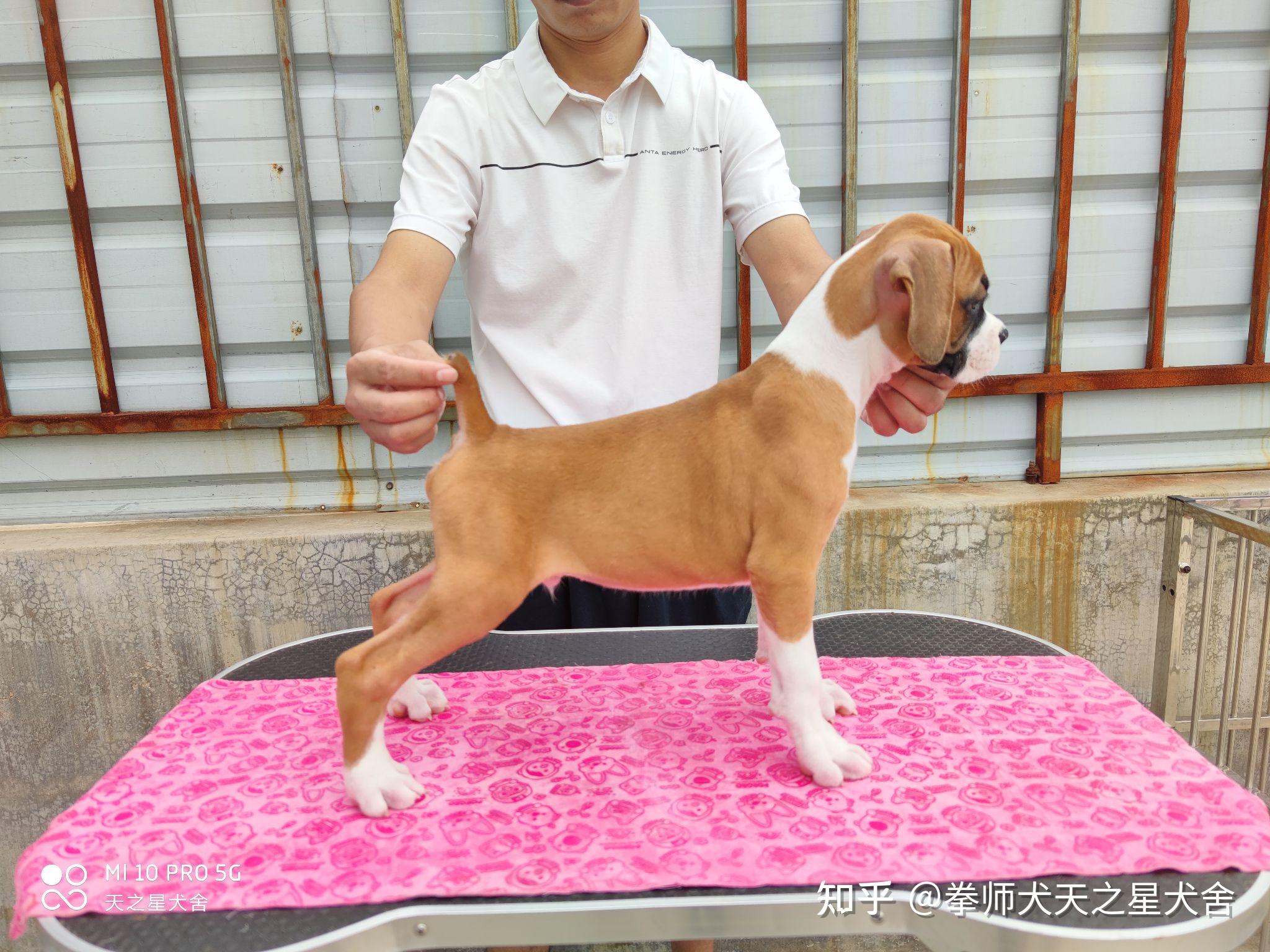 拳师犬小公找新家