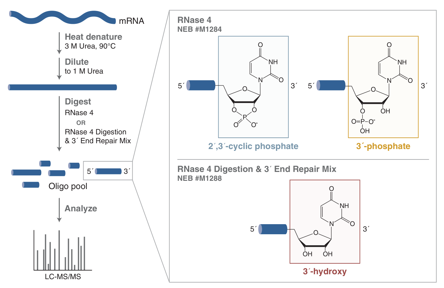 mRNA 加帽效率检测首选:NEB 全新推出 RNase 4 酶切和 3′ 末端修复预混液 - 知乎