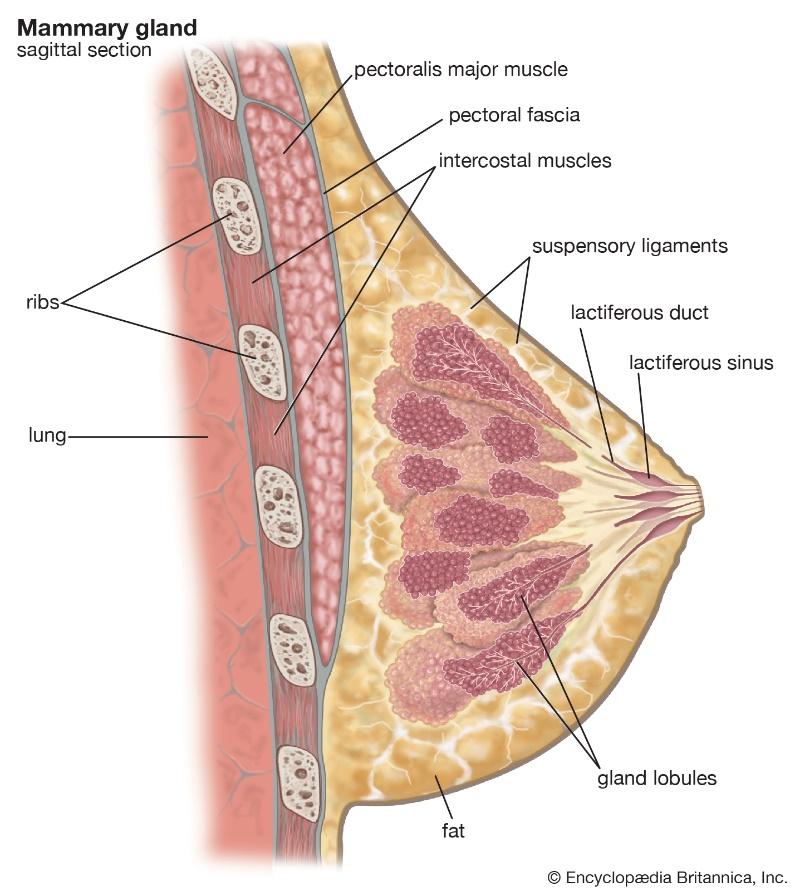 乳房结构 正面图片