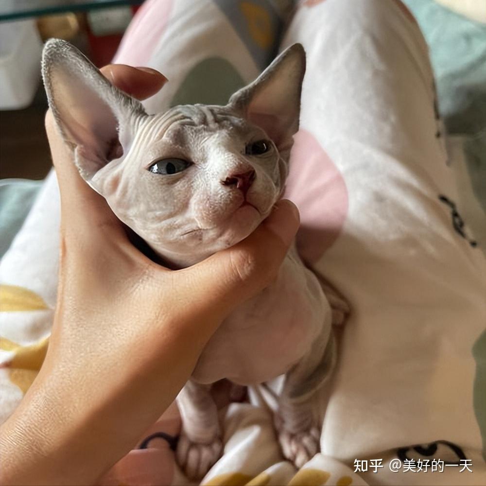 原来“无毛猫”这么可怕，难怪都说不敢养！ 知乎 