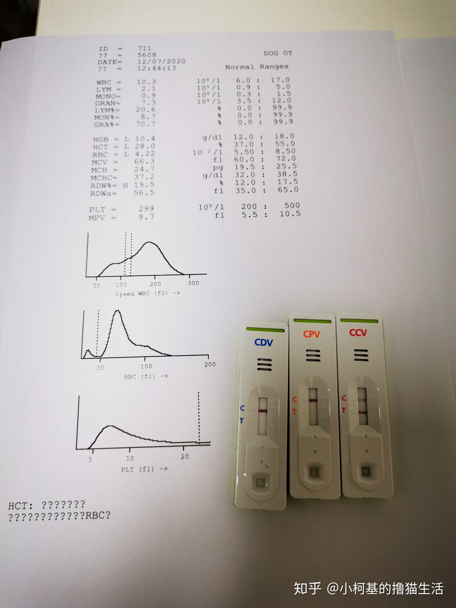 带回家第二天,我就带711去医院做了pcr检测(当下最准的宠物传染病测试